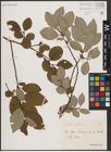 Foto von Salix caprea L.